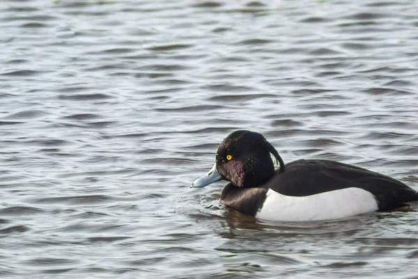 Pato Tufado Macho Adulto Aythya Fuligula Todo Preto Exceto Para — Fotografia de Stock