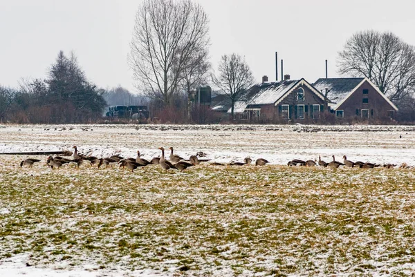 Grande Grupo Gansos Greylag Pastando Nos Campos Terras Agrícolas Inverno — Fotografia de Stock