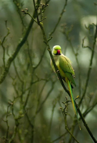 Grön Ringnackad Parakeet i Treetop grenar — Stockfoto