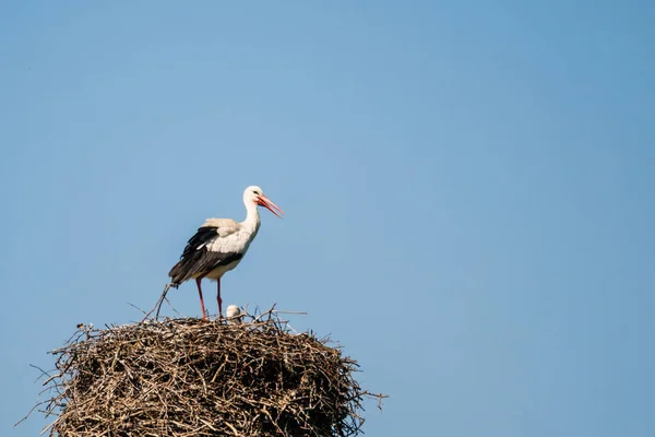 The speech of the white stork
