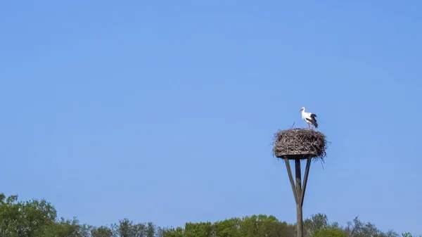 White stork on nest, high up on nesting pole. — Stock Photo, Image