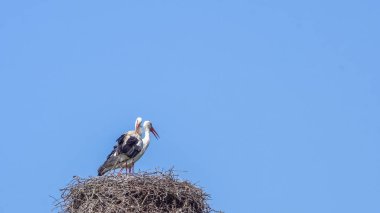 Kanatlarını toparla.
