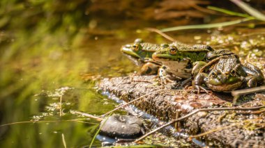 Suda bir kaya üzerinde üç yeşil kurbağa
