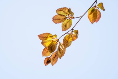 Baharda genç kayın yaprakları ile Dal