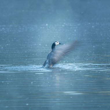Barnacle Goose sabah banyosu sırasında kanatlarını çırpıyor. Vogelenzang, Bloemendaal, Hollanda. Kuzey Hollanda Dunes Rezervi.