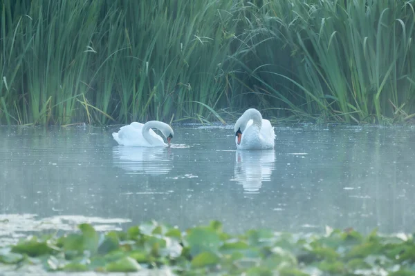 Par Cisnes Mudos Agua Brumosa Del Lago Dune Rodeados Juncos —  Fotos de Stock