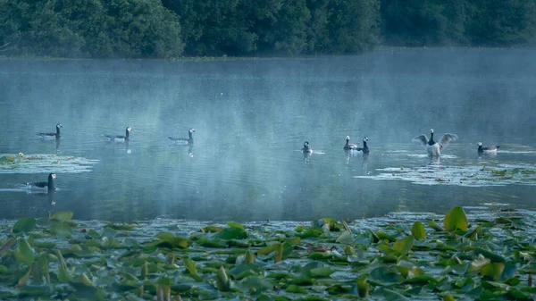 Escena Matutina Con Grupo Gansos Barnacla Reunidos Lago Dunas Nebulosas —  Fotos de Stock