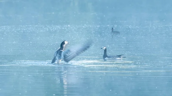 İki kaya midyesi suyun üzerinde birbirine bakıyor. Sanki ders veriyormuş gibi kanatlarını çırpıyor. Vogelenzang, Bloemendaal, Hollanda. Kuzey Hollanda Dunes Rezervi.