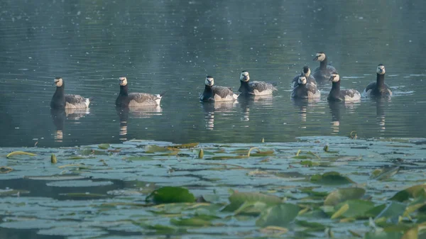 Vista Frontal Grupo Gansos Macaco Nadando Água Escura Lago Das — Fotografia de Stock