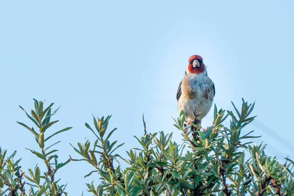 Kuzey Hollanda Dune Reserve 'de (Noordhollands duinreservaat) deniz dikenli çalılar üzerinde ispinoz. Ön manzara. Castricum, Kuzey Hollanda, Hollanda.