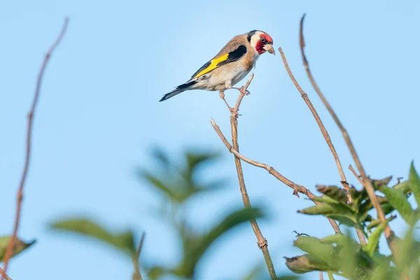 Våldsamma Ser Guldfink Emty Grenar Buske North Holland Dune Reserve — Stockfoto