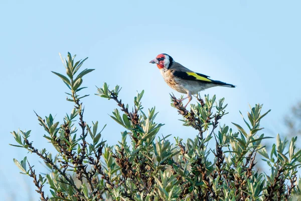 Gulfink Havtorn Buske North Holland Dune Reserve Noordhollands Duinreservaat Sidovy — Stockfoto