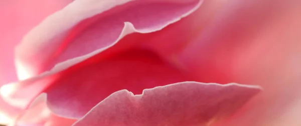 A soft focus extreme macro close up  detail of a beautiful pink magnolia flower blossom petal. Silky smooth folds and soft textured surface.  Abstract art concept