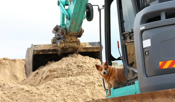 Unusual quirky dog happily working with his owner inside an industrial digger of excavator. Working dog theme or funny silly weird colleague concept.