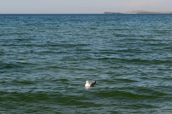 Gaviota blanca en aguas superficiales onduladas del lago Baikal — Foto de Stock