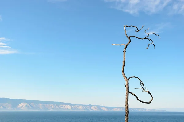 Dziwaczny taniec drzewa i Blue Baikal Water — Zdjęcie stockowe