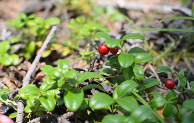 Olgun İsveç kirazı, lat. Vaccinium vitis-idaea. Küçük kırmızı ekşi sağlıklı meyveleri Sibirya'dan