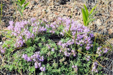 Çiçek açan kekik, lat timus, baykal yayla sahili üzerinde. Tıbbi bitki, güzel kokulu baharat