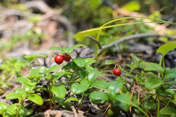 Zralé Brusinka, lat. Vaccinium vitis-idaea. Malé červené trpké zdravé bobule ze Sibiře — Stock fotografie