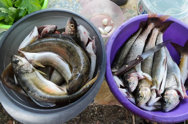 Catch of Baikal white grayling in two basins — Stock Photo, Image