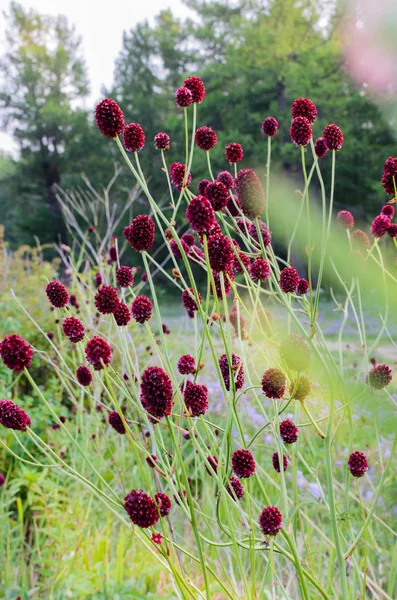Burnet, lat. çayırdüğmesi officinalis, orman arka plan üzerinde Bordo topları. Baykal Gölü kıyısında. Tıbbi bitki