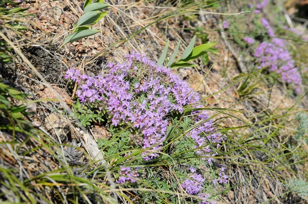 Blooming Thyme Lat Thymus Highland Coast Baikal Medicinal Herb Fragrant — Stock Photo, Image