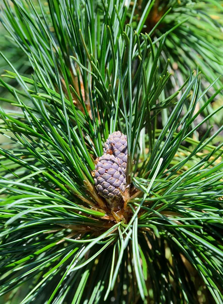 Pluizig Cedar Branche Met Lange Naalden Jonge Cedar Hobbel Macro — Stockfoto