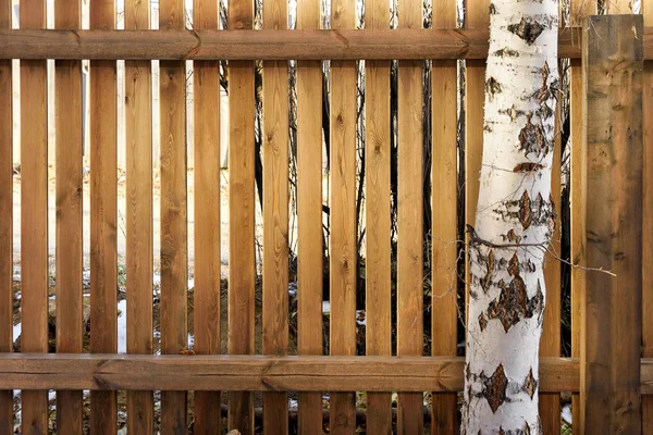 Білий березовий стовбур на фоні дерев'яного паркану — стокове фото