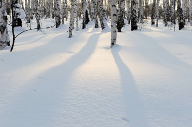 Uzay kopyalayın. Brich ormanında kış. Gün batımı. Yalnız gölge beyaz kar üzerinde. Rus doğa.