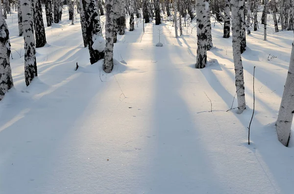 Copiar espacio. Bosque de Brich en invierno. Puesta de sol. Sombra solitaria sobre nieve blanca — Foto de Stock