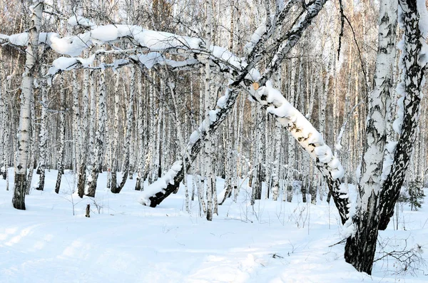 Bianco ricca foresta in inverno sera. Tramonto — Foto Stock