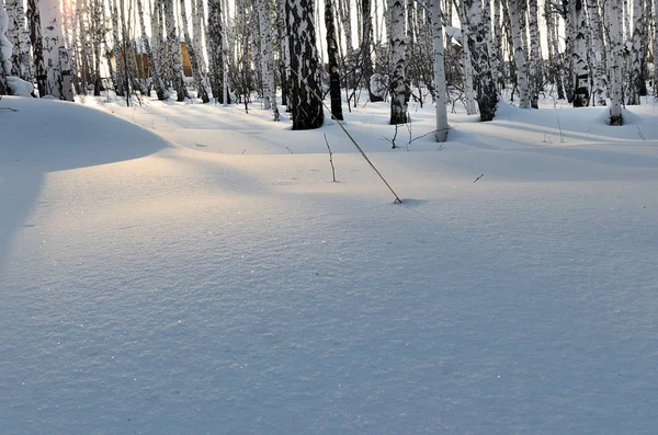 Copiar espacio. Bosque de Brich en invierno. Puesta de sol. Sombra solitaria sobre nieve blanca — Foto de Stock