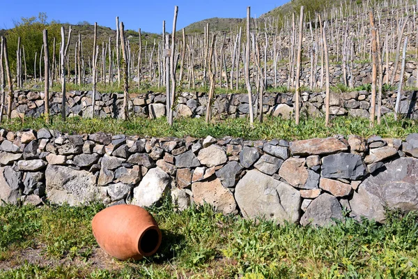 Terrass vingårdar i Samtskhe-Javakheti i södra Georgien, väckelse av de äldsta sorterna Meskhetian vinstockar — Stockfoto