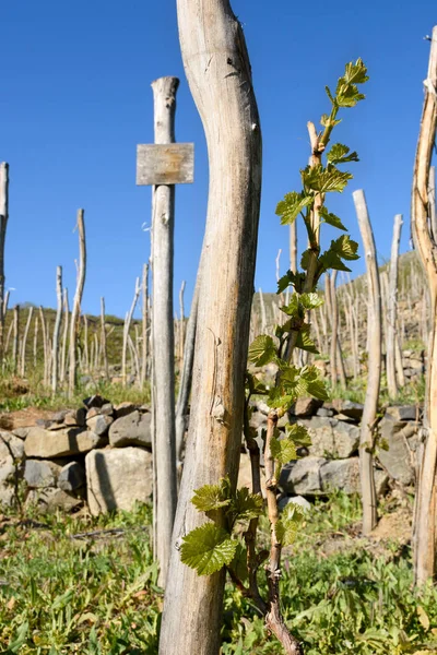 Första bladen på vinstockar på våren. Terrass vingårdar i Samtskhe-Javakheti i södra Georgien, Revival de äldsta sorterna Meskhetian vinstockar — Stockfoto