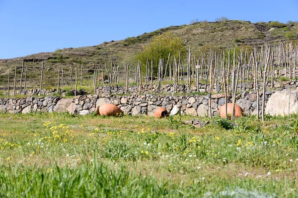 Terrass vingårdar i Samtskhe-Javakheti i södra Georgien, väckelse av de äldsta sorterna Meskhetian vinstockar — Stockfoto