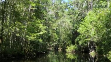 Görünümü, Edward topu Wakulla Springs State Park Florida, ABD. Amerika Birleşik Devletleri'nde Amerikan vahşi yerleri sessiz nehir ve yoğun orman ile vahşi manzara