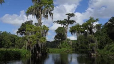 Görünümü, Edward topu Wakulla Springs State Park Florida, ABD. Amerika Birleşik Devletleri'nde Amerikan vahşi yerleri sessiz nehir ve yoğun orman ile vahşi manzara
