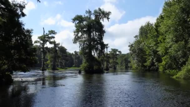 Vista Edward Ball Wakulla Springs State Park Flórida Eua Paisagem — Vídeo de Stock