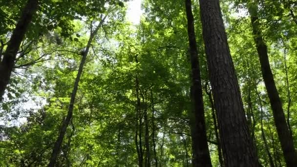 背の高い木 ダウンタウン ジャクソン ミシシッピ州 アメリカ合衆国付近の原生林の葉です アメリカの自然風景 — ストック動画