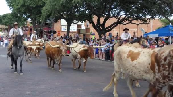 텍사스 2018 스톡야즈 지구에 텍사스 타고와 관광객을 카우보이 — 비디오