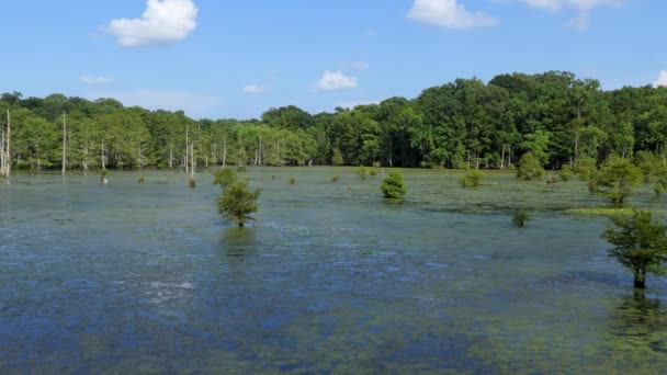 Louisiana Naturlandschaft Mit Wald Chicot State Park — Stockvideo