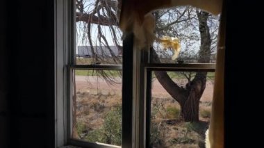 Cuervo, New Mexico, Amerika Birleşik Devletleri, hayalet kasaba eyaletler arası I-40 yolu boyunca terk edilmiş binalarda. Güneybatı bize küçük bir Amerikan köy görünümü. Karayolunda kırık pencere