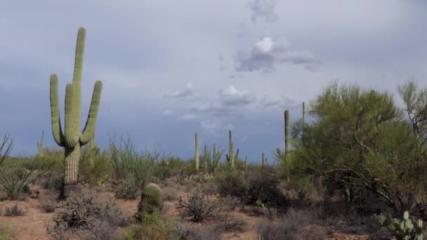 애리조나 아메리카 합중국에 Saguaro 공원의 선인장 아이코 미국의 풍경입니다 사막에서 — 비디오
