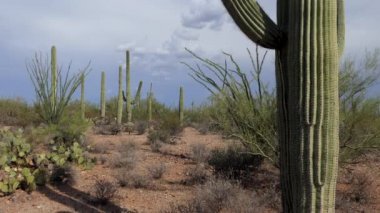 Görünümü, Arizona, Amerika Birleşik Devletleri Saguaro Milli Parkı. Kaktüs, ağaçlar, bitkiler, flora, bitki örtüsü ve doğal güzellikleri ile ikonik Amerikan manzara. Seyahat açık havada ve Turizm hedef