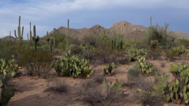 Görünümü, Arizona, Amerika Birleşik Devletleri Saguaro Milli Parkı. Kaktüsler, ağaçlar, bitkiler, flora, bitki örtüsü ve doğa ile ikonik Amerikan manzara. Dağlar ve tepeler çölde ile doğal seyahat