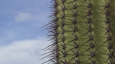 Görünümü, Arizona, Amerika Birleşik Devletleri Saguaro Milli Parkı. Kaktüs, ağaç, bitki, flora, bitki örtüsü, doğa ile ikonik Amerikan manzara. Yakın çekim ve ayrıntı dikenler ve sivri. Kopya alanı