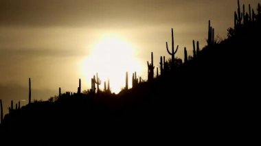 Arizona, Amerika Birleşik Devletleri Saguaro Milli Parkı, gün batımı görünümü. Kaktüs, ağaçlar, bitkiler, flora ve gün batımında, alacakaranlık, alacakaranlık, doğal güzellikleri ile ikonik Amerikan manzara. Gökyüzü ve güneş