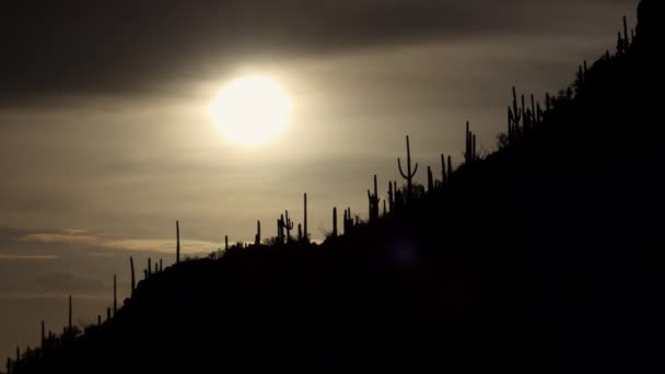 Západ Slunce Národním Parku Saguaro Arizoně Spojené Státy Americké Kultovní — Stock video