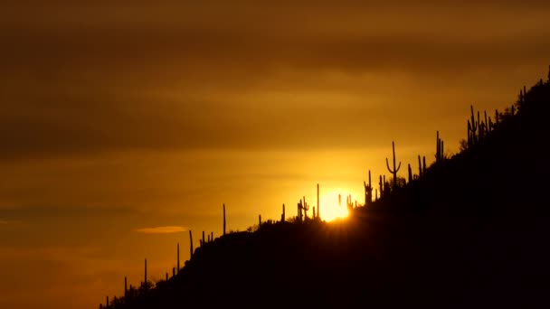 Napnyugta Megtekintése Saguaro Nemzeti Park Arizona Amerikai Egyesült Államok Legendás — Stock videók