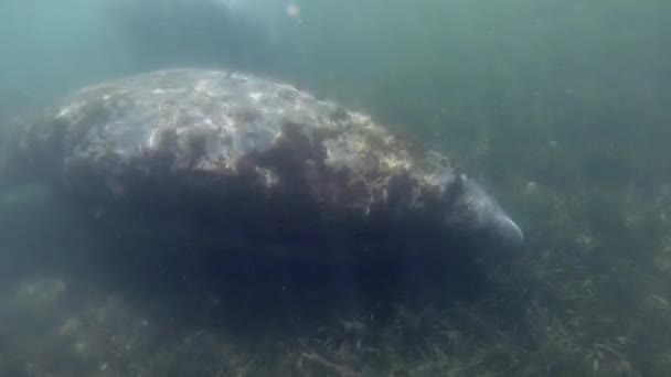 Florida Seekühe Trichechus Manatus Latirostris Schwimmen Klaren Wasser Des Kristallklaren — Stockvideo